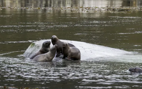 Reserva Nacional Kawésqar