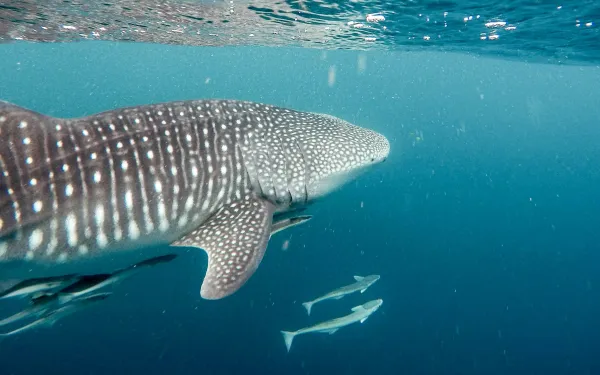 Ejemplar de tiburón ballena recorre aguas de alta mar