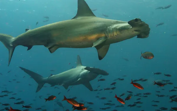 Hammerhead sharks of Galapagos