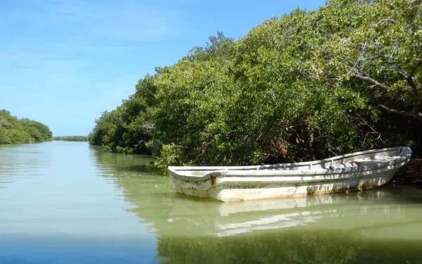 Manglares en Progreso, Yucatán, México
