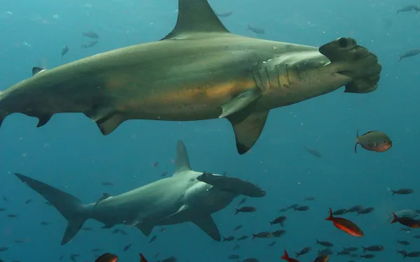 Tiburones martillo en alta mar
