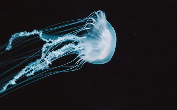 Medusa en el fondo del oceéano