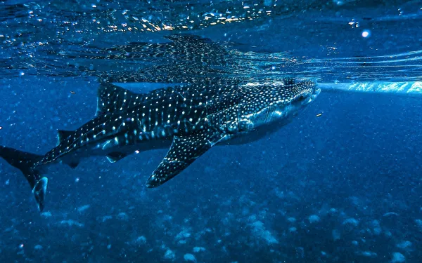 Tiburón ballena en alta mar