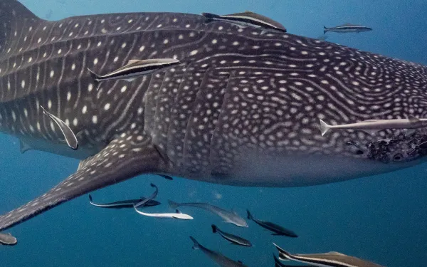 A whale shark in the high seas