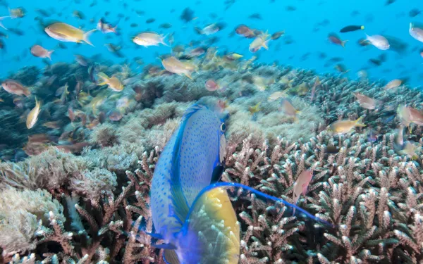 pez nadando entre corales