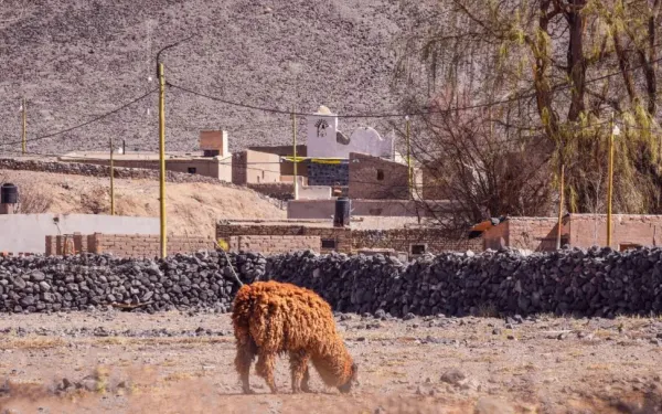 pastoreo de llamas andinas