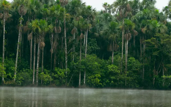 Selva amazónica en Perú