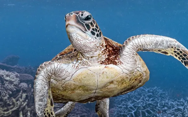 Tortuga marina nada junto a un arrecife de coral