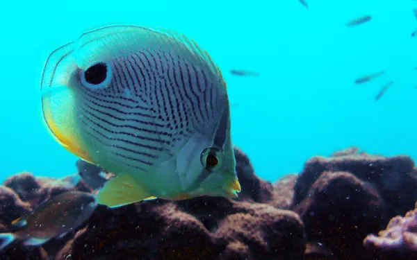 Peces en el Arrecife Veracruzano, México