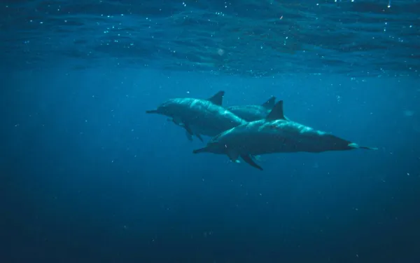 Dos delfines nadan en un fondo marino