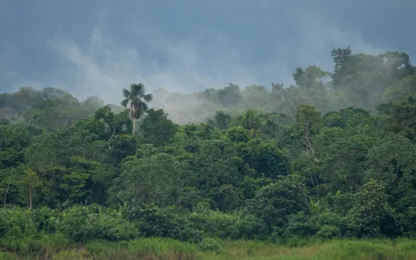 Selva amazónica en Iquitos, Perú