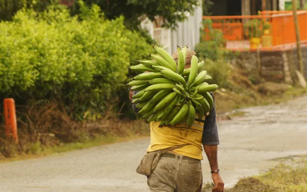 Agricultor en la región del Quinío, Colombia