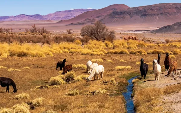 Cattle pass by a wetland in Catamarca, Argentina
