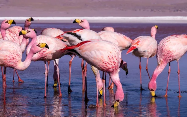 Flamencos en una laguna altonadina en Bolivia