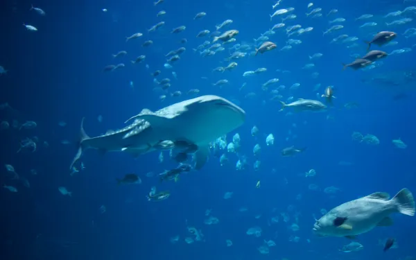 Marine Life