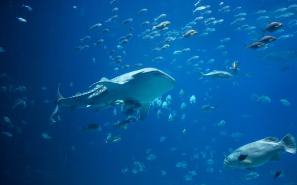 Marine Life
