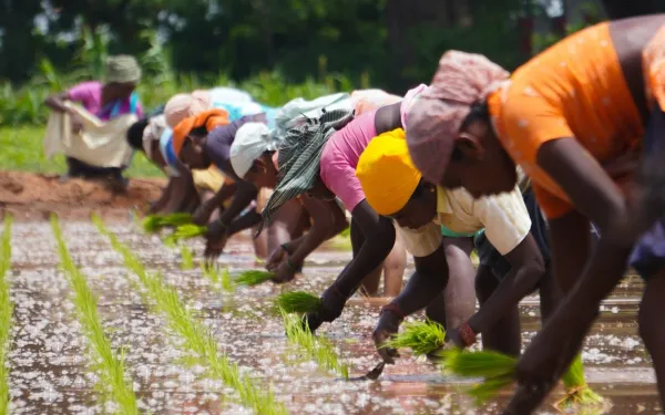 Female farmers in Palacode, Tamil Nadu, India