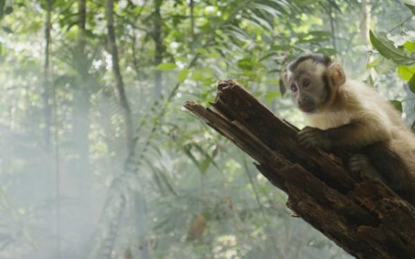 Amazonía, Brasil
