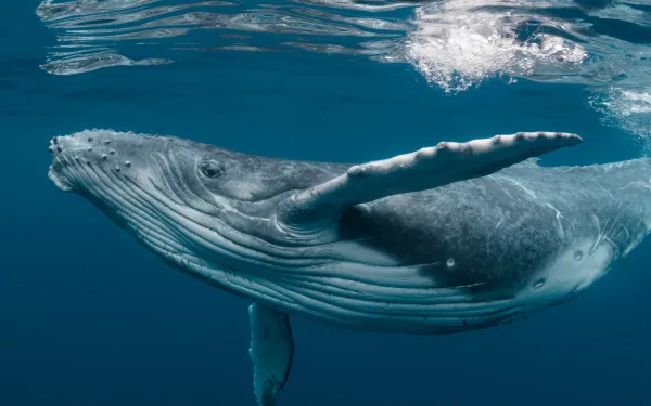 Cría de ballena jorobada