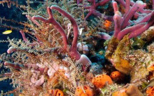 Coral