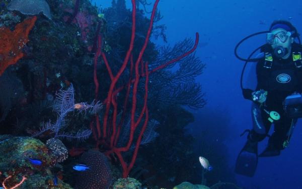 Arrecifes de coral en Cozumel, México. 