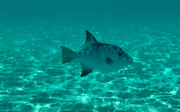 Foto submarina de un pez en aguas de México