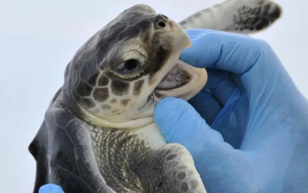Kemp's ridley sea turtle