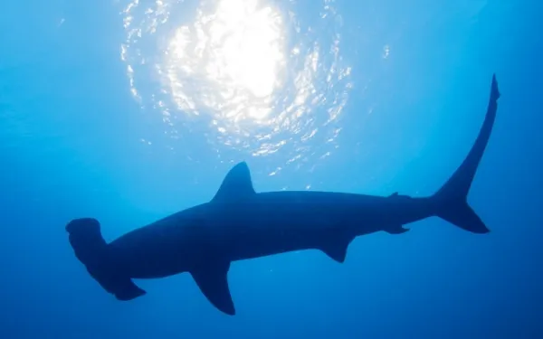 Hammerhead shark