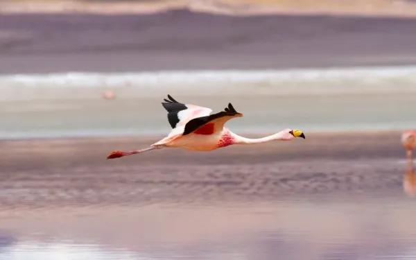 Laguna Colorada, Bolivia