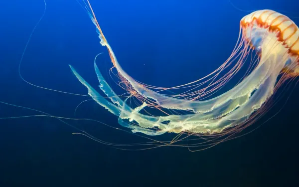 Medusa flotando en el fondo marino.