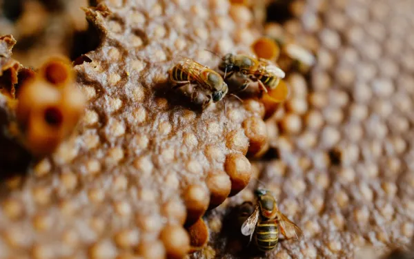 Abeja Melipona de Yucatán, México.