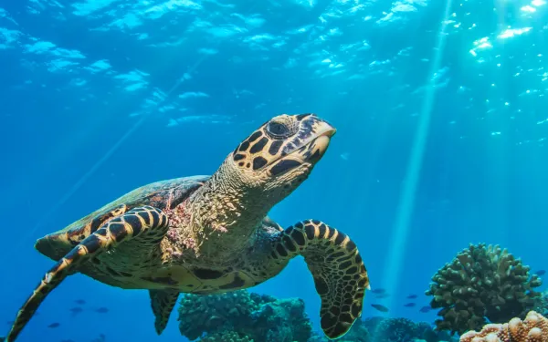 tortuga marina flotando sobre arrecifes de coral