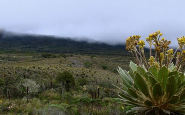 Paramos