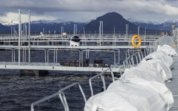 Salmon farm