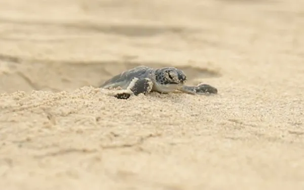 Los primeros pasos de una tortuga marina en Bali, Indonesia.