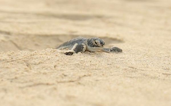 Los primeros pasos de una tortuga marina en Bali, Indonesia.