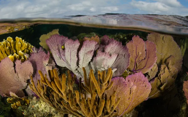 Belize Reef Near Blue Hole