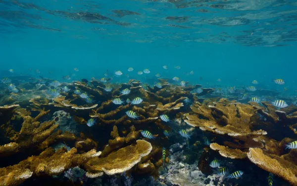 Coral ecosystem in the Gulf of Mexico. | Credit: Manuel Victoria.