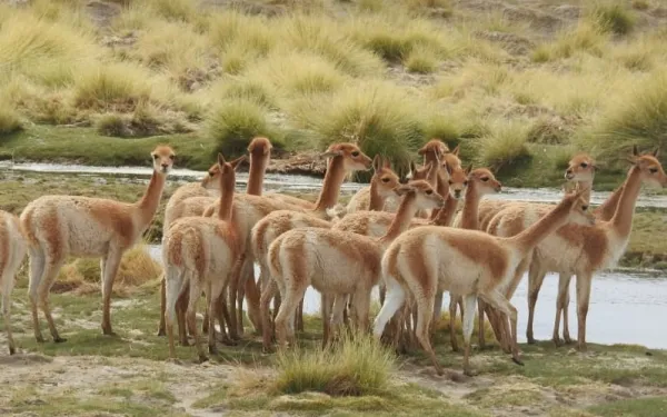 Antofagasta de la Sierra, Catamarca, Argentina