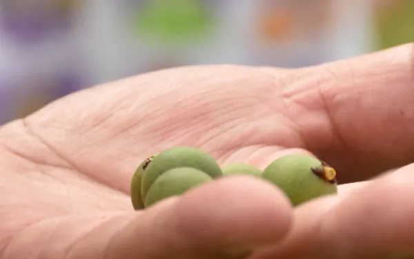 Semillas de palma de cera