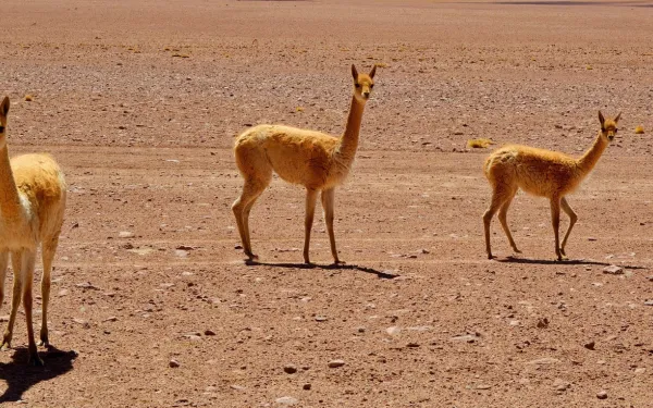 Fauna en el Desierto de Atacama, Chile.