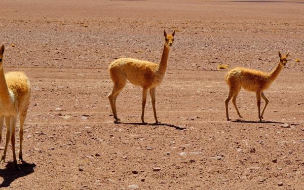 Fauna en el Desierto de Atacama, Chile.