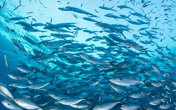 Banco de peces