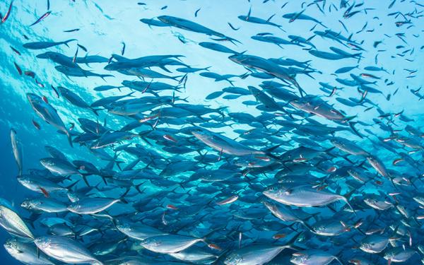 Banco de peces