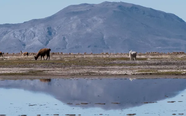 Fauna andina en el Lago Poopó, Bolivia