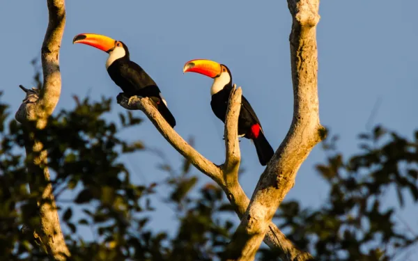 Tucanes en el Pantanal, Brasil.