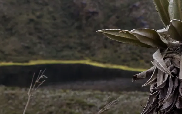 Launa y frailejón en un páramo colombiano