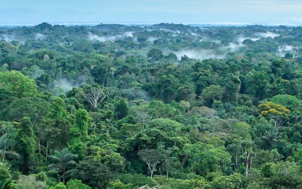 Paisaje de la selva amazónica en el Parque Nacional Yasuní, Ecuador