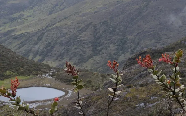 Declaración para la protección de los páramos y el bosque montano 