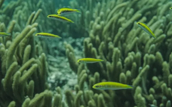 Sistema Arrecifal Veracruzano